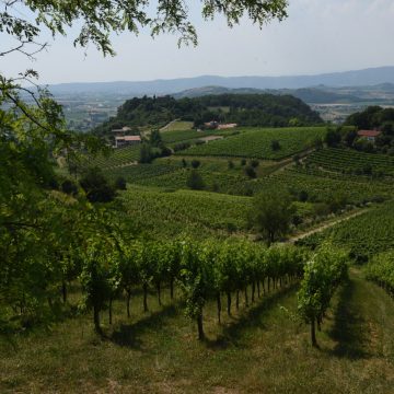 vigna poggio bracco